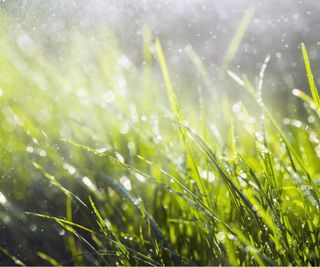 Watering lawn