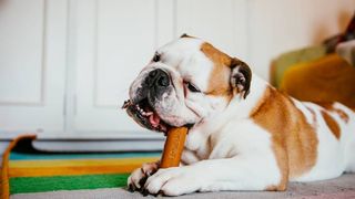 Dog chewing on a piece of rawhide