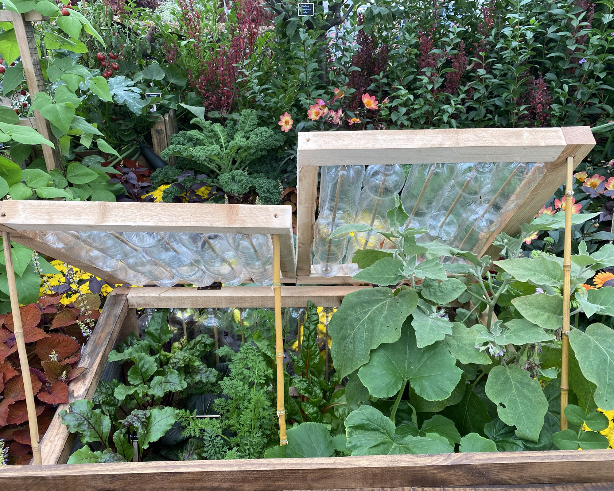 DIY cold frame with a lid made of plastic drinks bottles