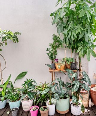 Money tree surrounded by smaller houseplants