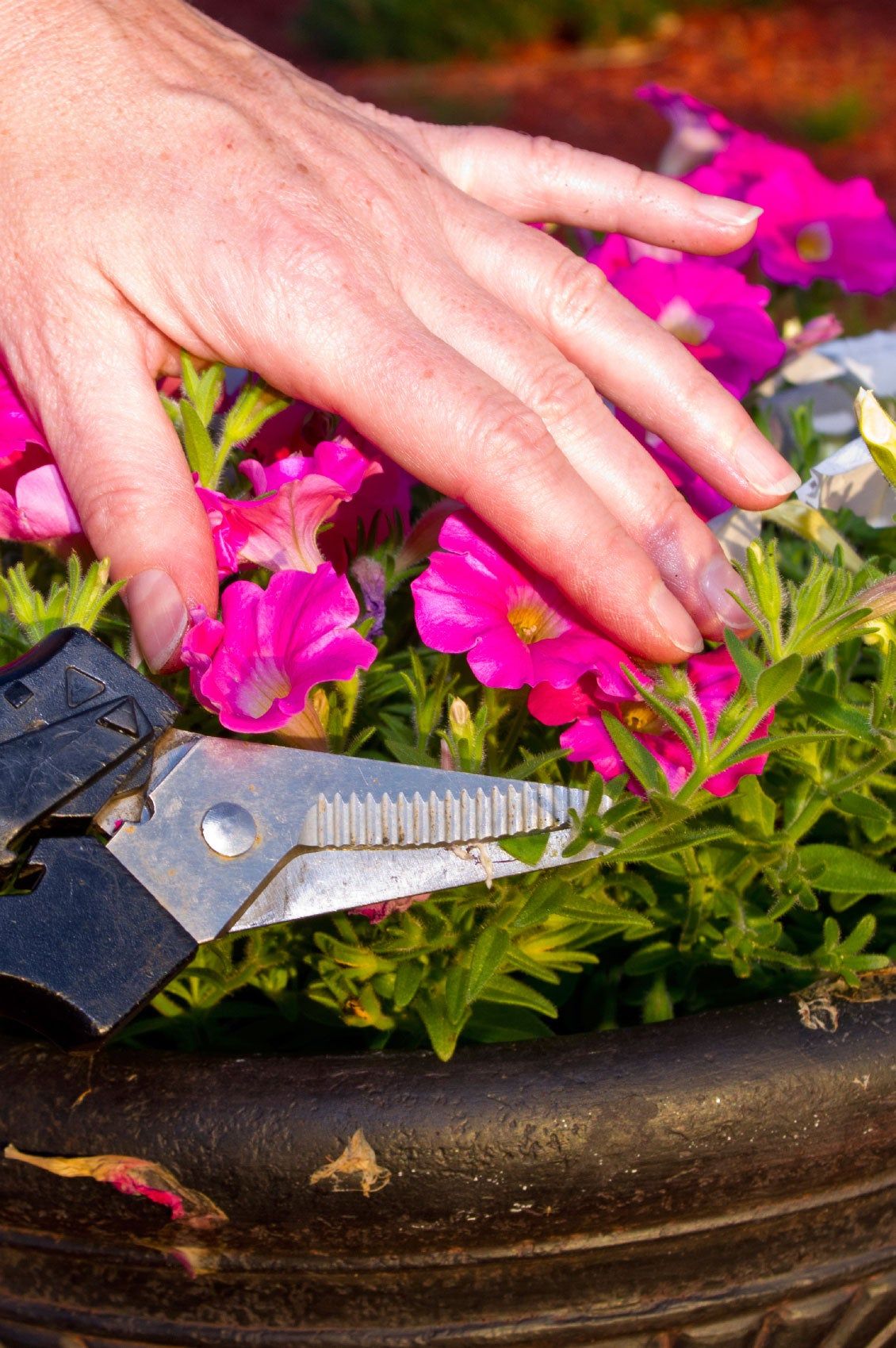 Gardener Deadheading Petunia Flowers