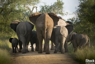 Herd of elephants, by jono0001