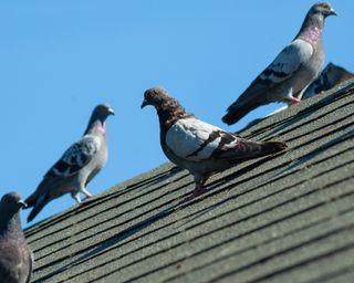 Small flock of grey pigeons sit on roof on a sunny afternoon