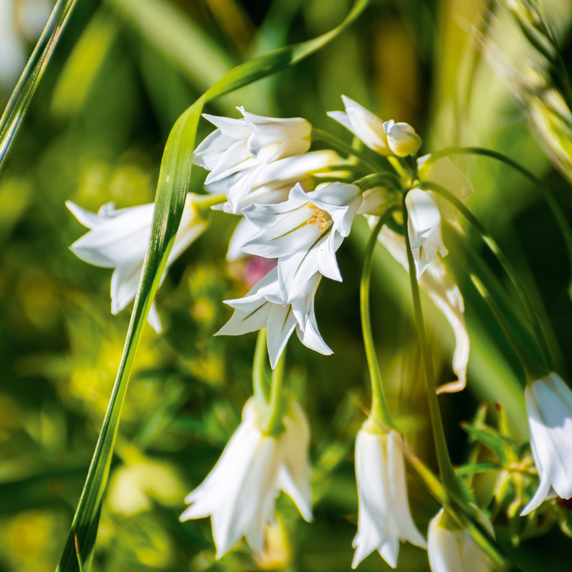 White flowering three-cornered garlic or Allium triquetrum