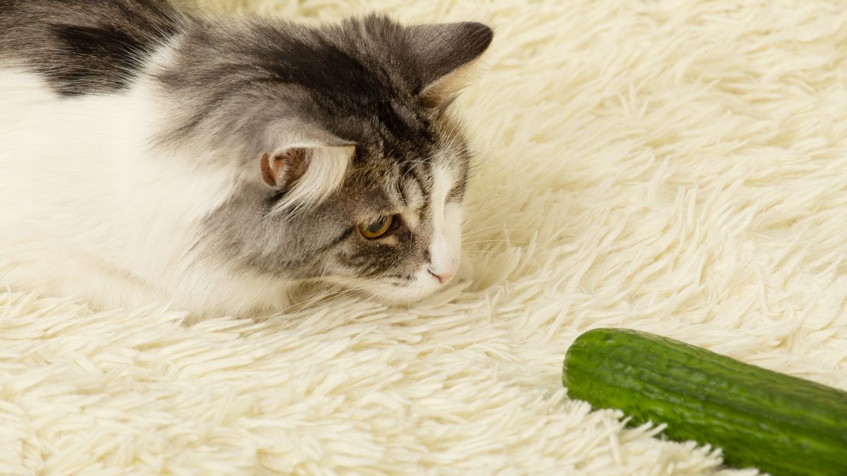 Cat peering at a cucumber