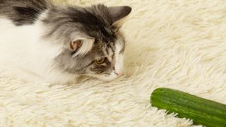 Cat peering at a cucumber
