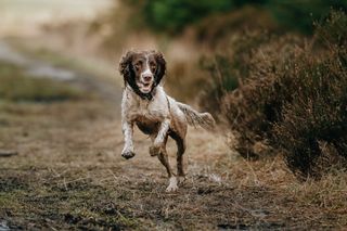 English Springer Spaniel runs towards camera