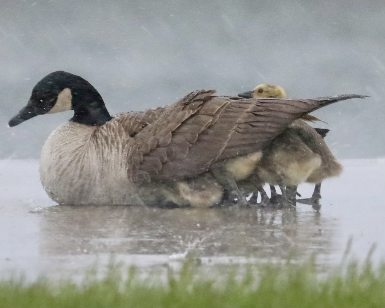 GuruShots - Nature March 2026