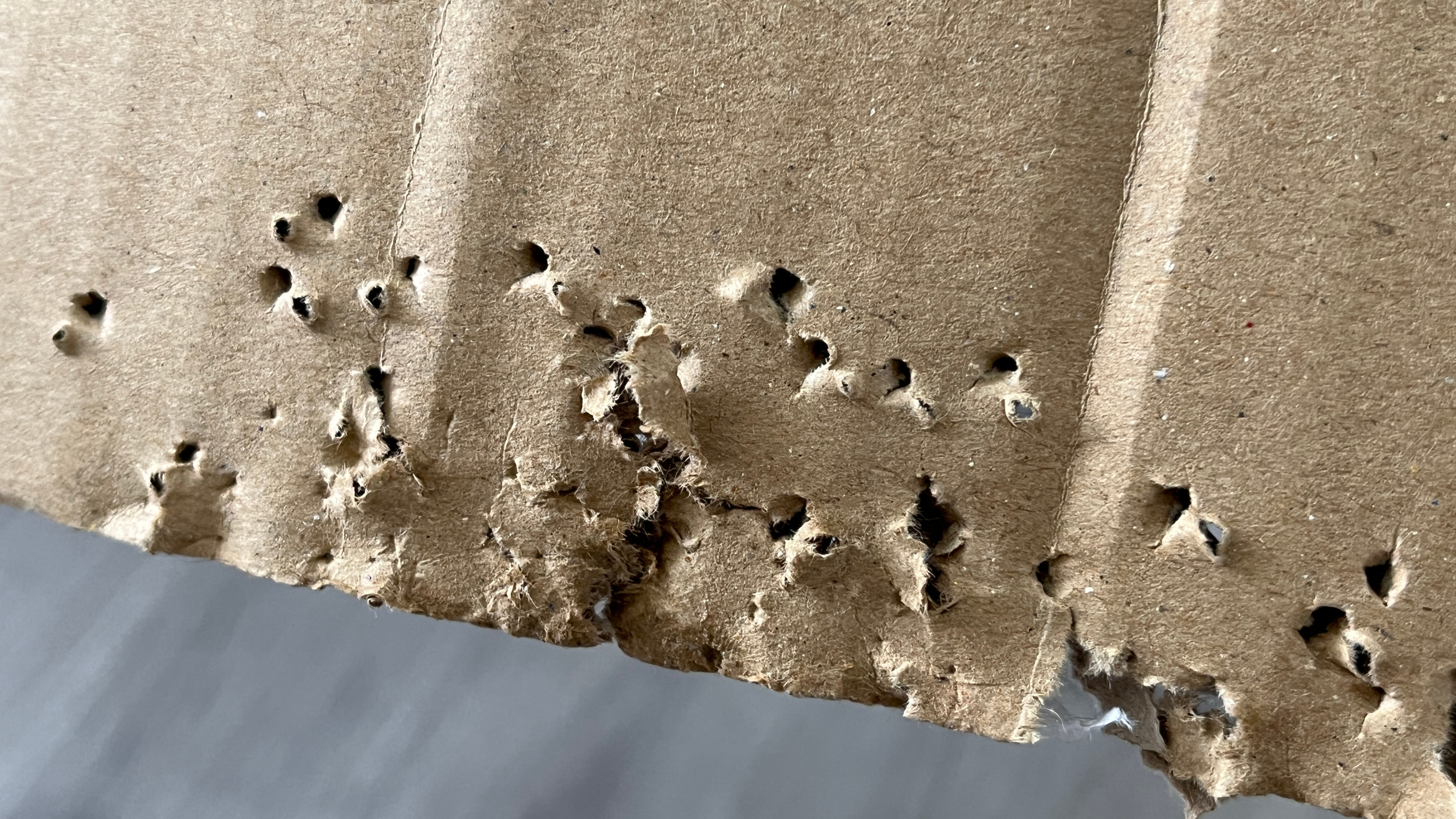 Chew marks on cardboard