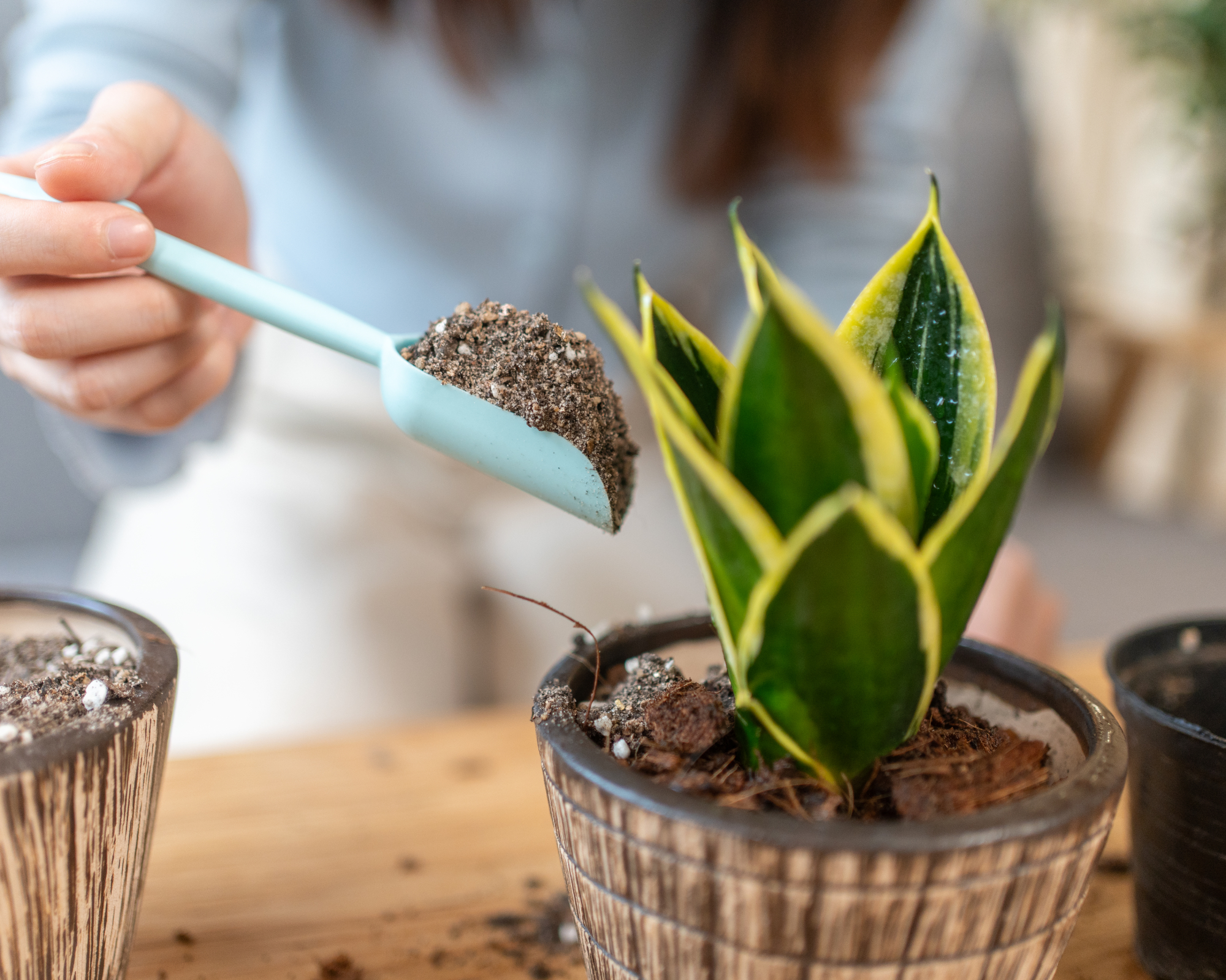 Woman fertilizes small potted snake plant on table