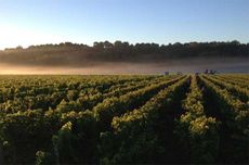 Bordeaux wine harvest