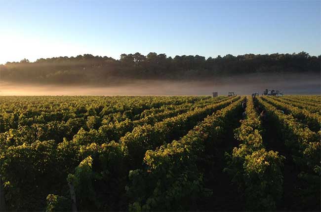 Bordeaux wine harvest