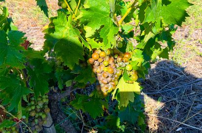 IMG_5473.jpg-mildew-1.jpg