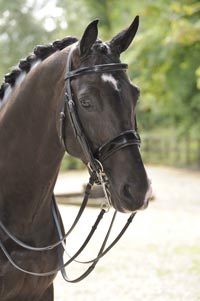 7Decbridle.JPG