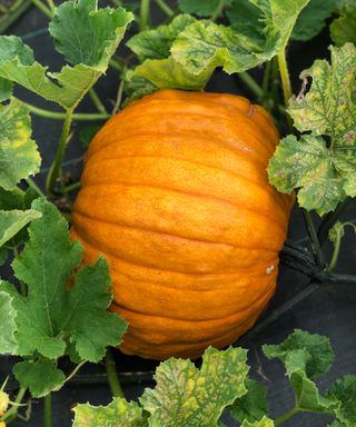 A growing pumpkin