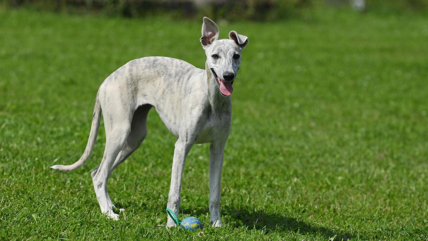 Whippet standing on grass