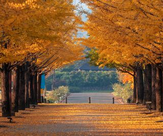 Line of yellow gingko trees line road