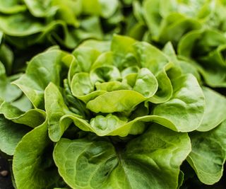 Close-up of a green lettuce growing