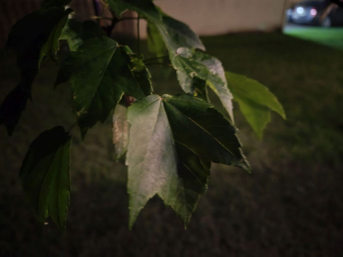 Motorola Razr Ultra 2025 low light sample.
