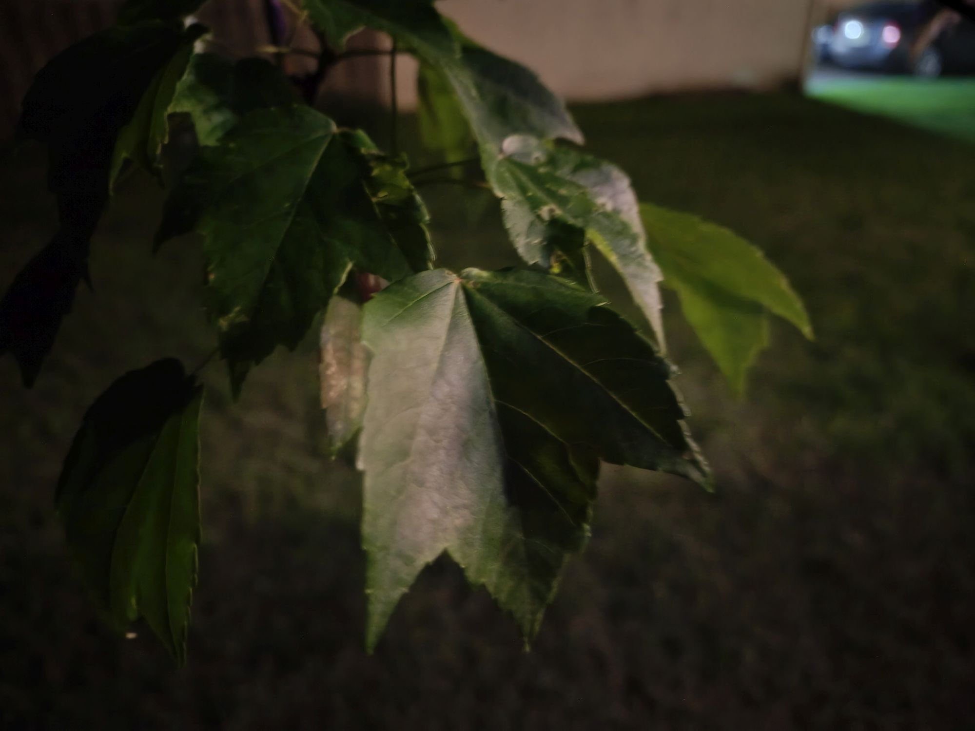Motorola Razr Ultra 2025 low light sample.
