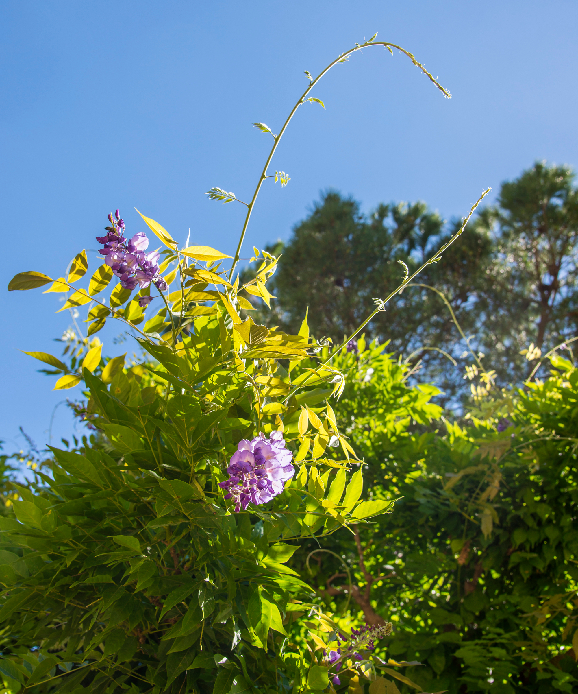 wisteria whips