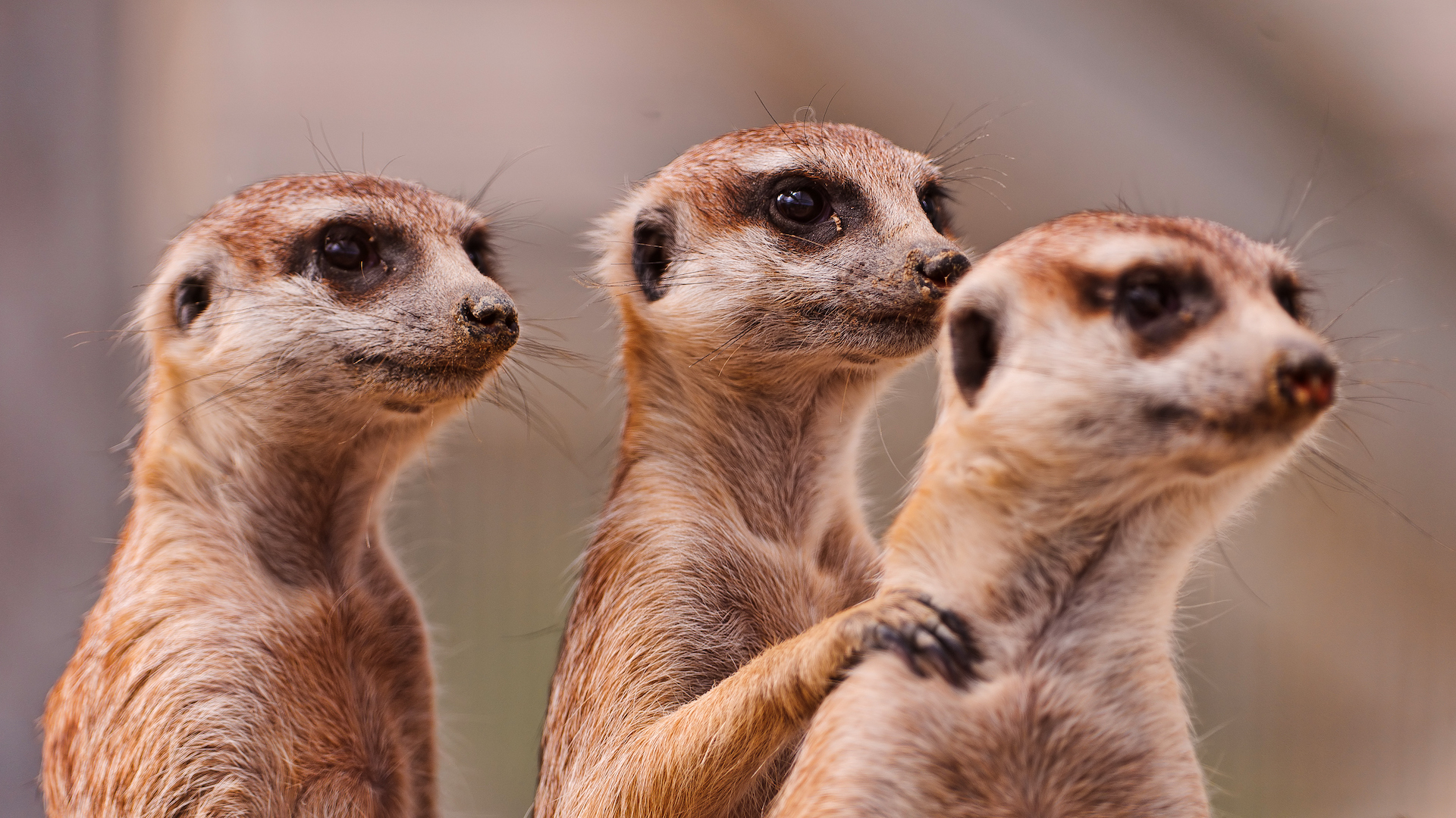 A photograph of three meerkats standing up