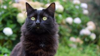 National Black Cat Day: Image of black cat outside 