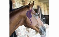 1-horse-head.jpg