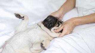 Pug dog getting a massage, one of the top tips for how to calm dogs on 4th of July