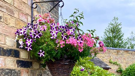 Cone-shaped wicker hanging basket with pink and purple flowers, outside a brick home