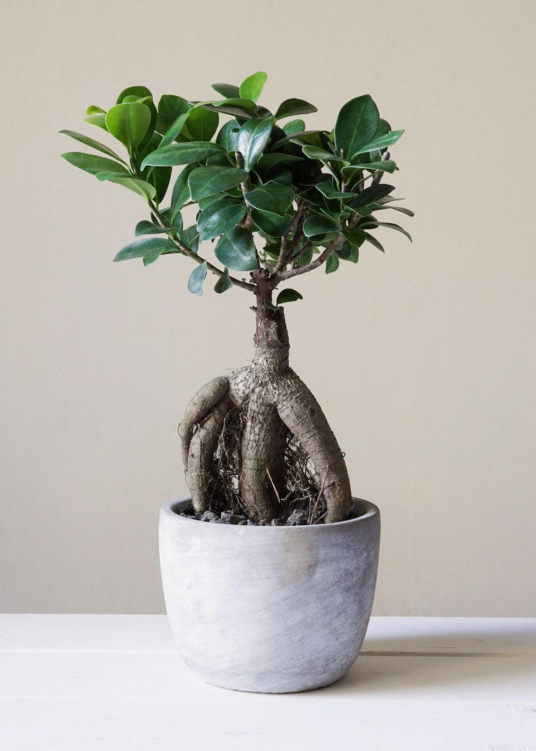 How to Care for Bonsai trees – 6 Expert Tips for Beginners | Livingetc