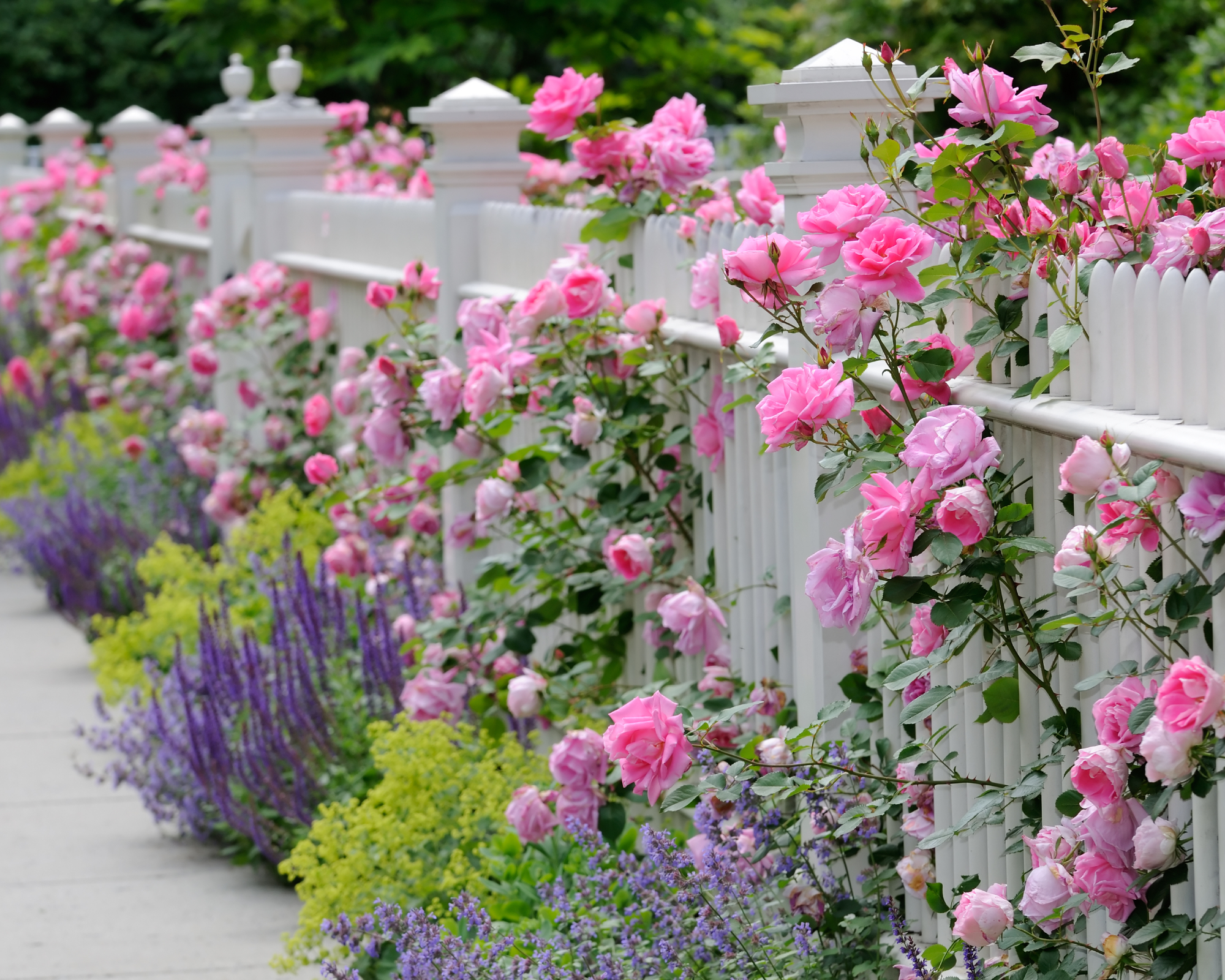 White fence and pink roses in residential garden. Also sage (salvia) catmint and lady's mantle bordering sidewalk