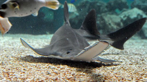 150602-sawfish.jpg