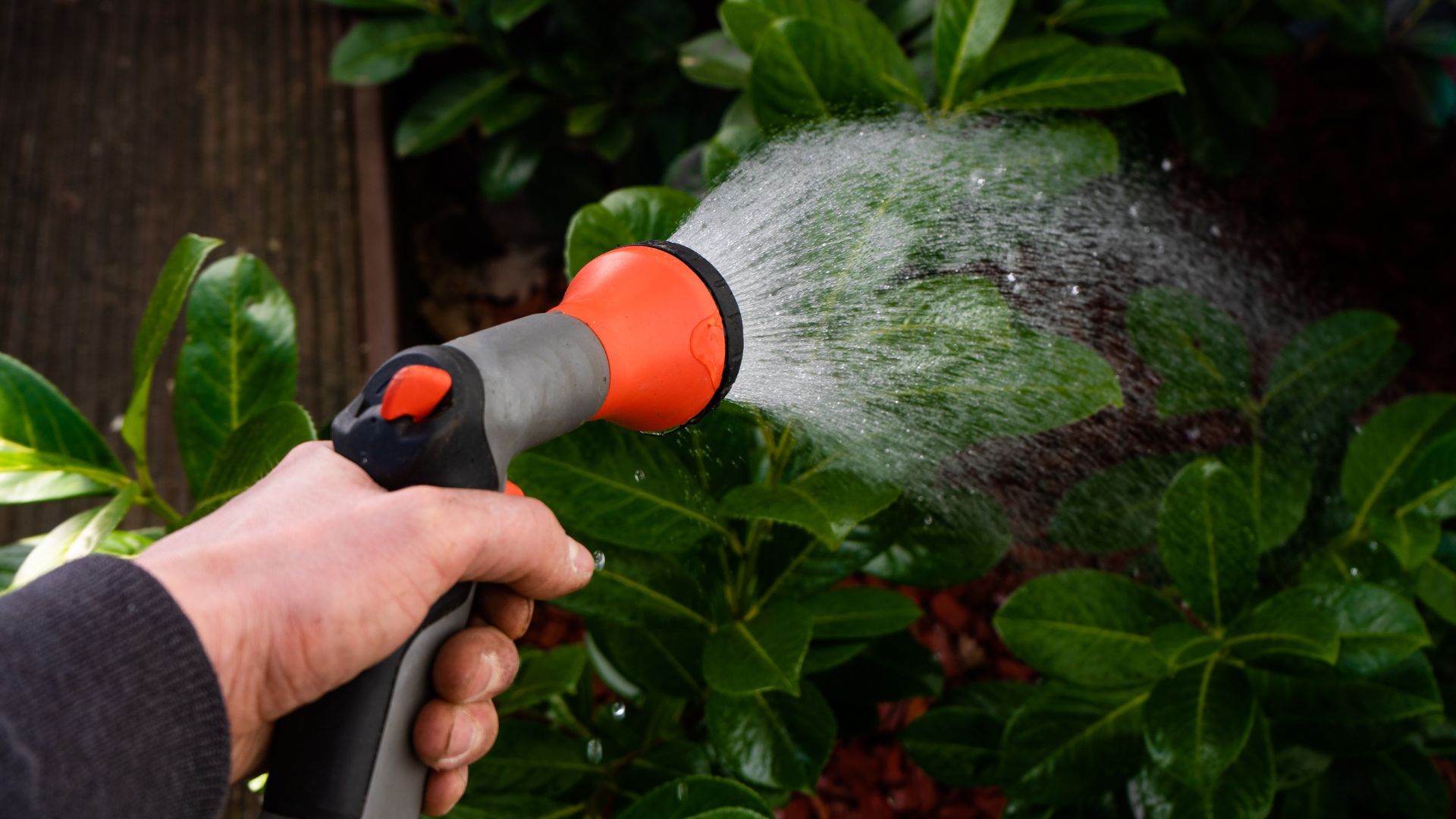 picture of person using spray hose attachment to water garden plants