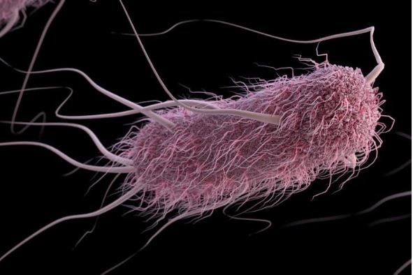 A computer-generated image of E. coli.