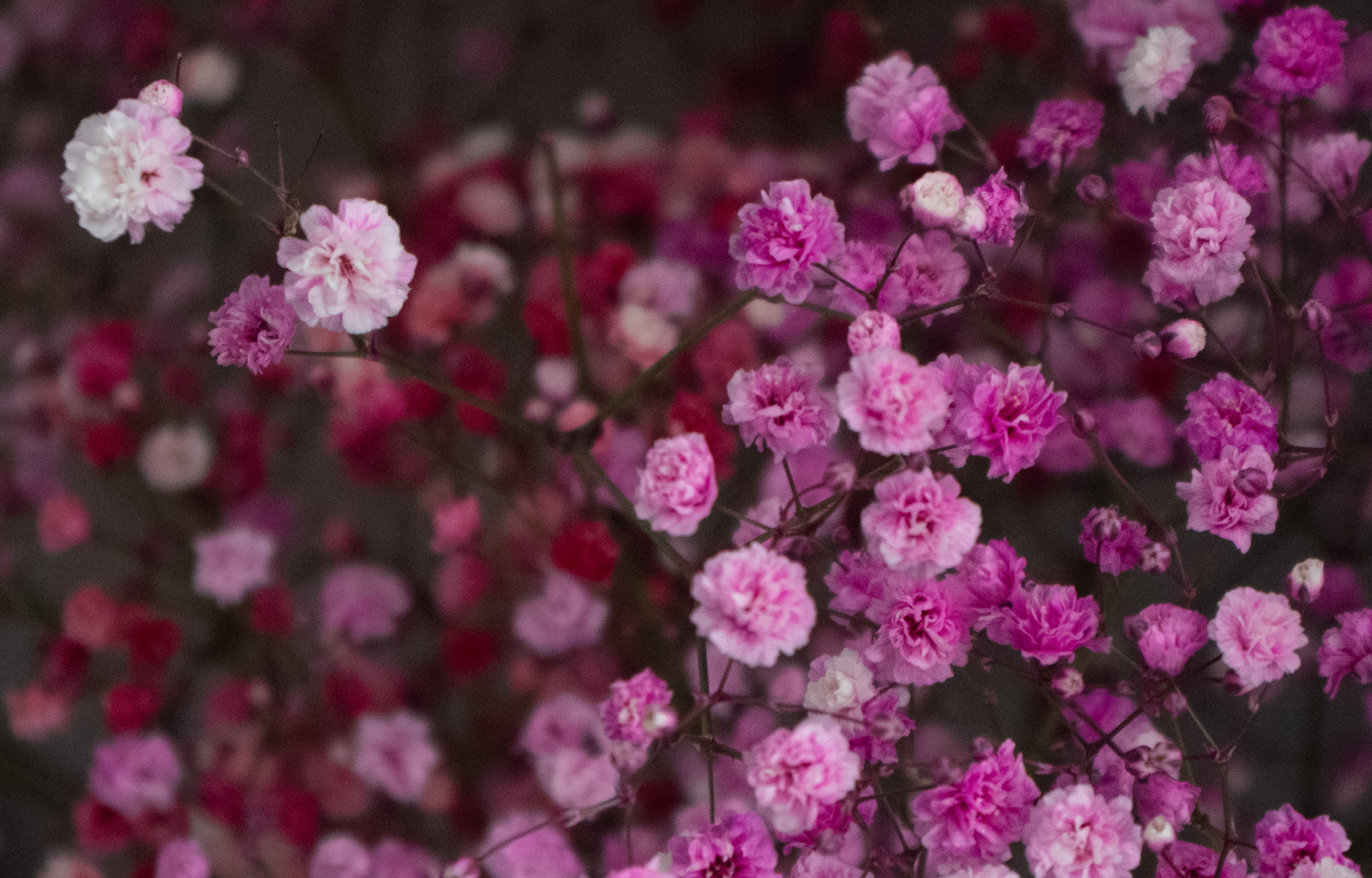Cropped picture of a bunch of pink flowers taken using the Pentax KF