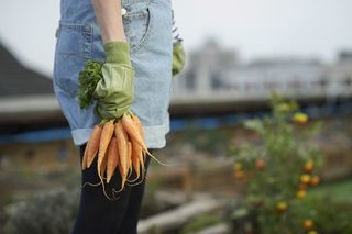 a gardener holding organically grown carrots