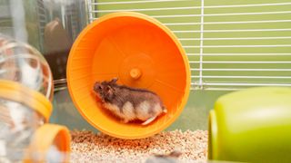 Hamster running on wheel