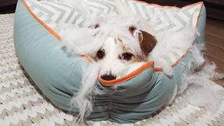 how to stop a dog chewing their bed