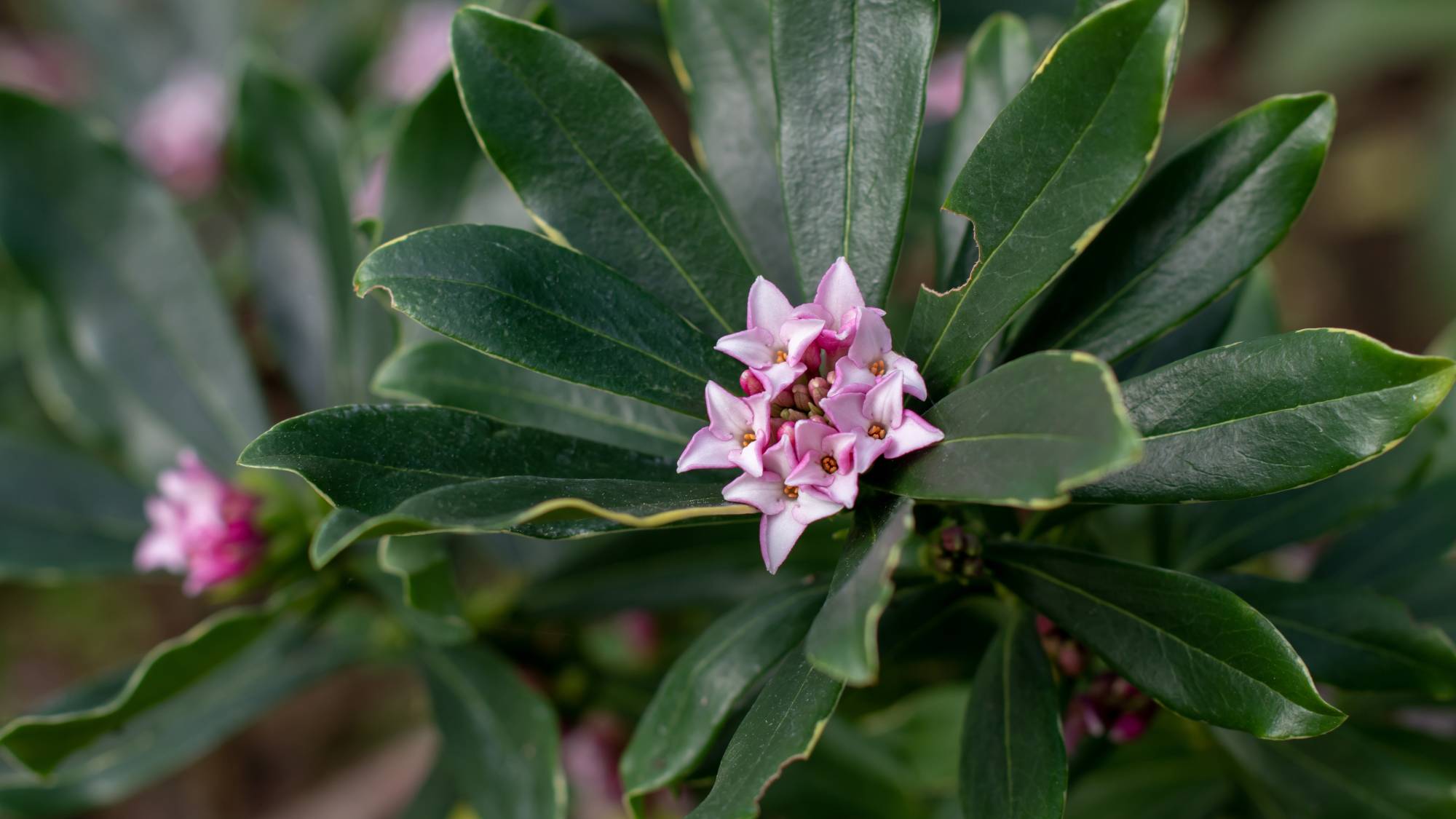 Pink flowers on winter daphne shrub