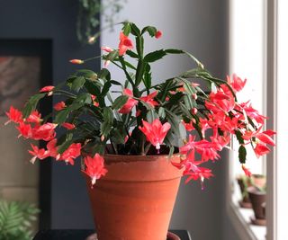 A blooming christmas cactus with red flowers in a terracotta pot