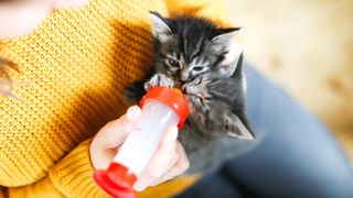 Kitten care 