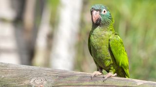 Blue-Crowned Conure