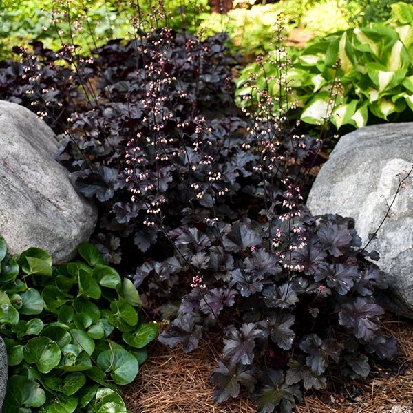 Primo&amp;reg; Black Pearl Coral Bells