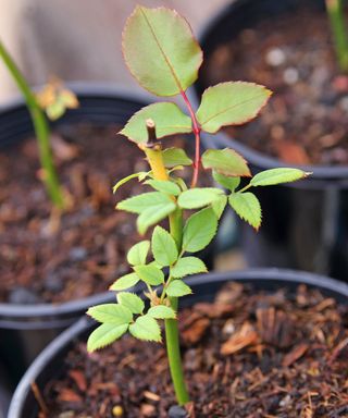 Rose branch growing in pot