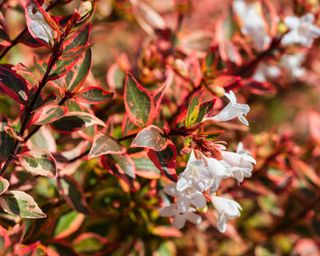 Variegated foliage of Abelia x grandiflora 'Kaleidoscope'