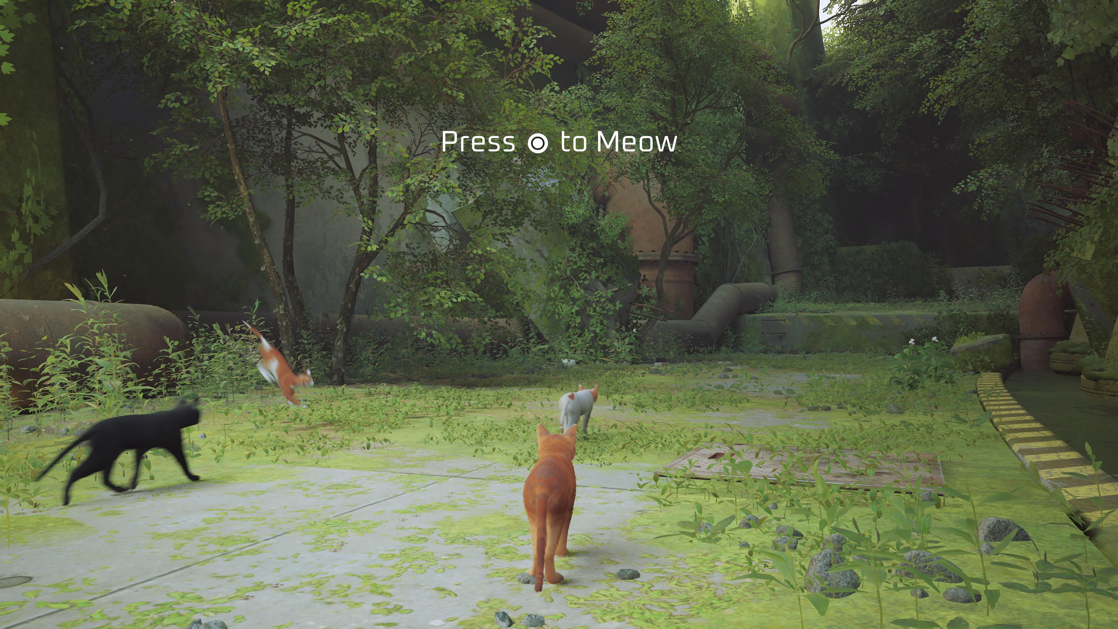 Pressing paws: Stray, the video game that's a hit with cats (and their  humans), Games