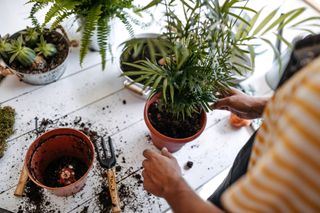 someone repotting houseplants