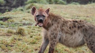 Hyenas are incredible bone-crushing machines.