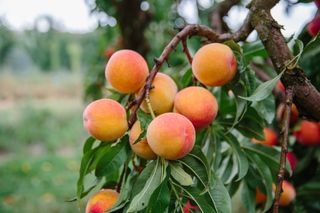 Orange peaches hanging in a tree of green leaves